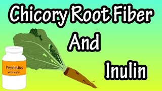 What Is Chicory Root FiberWhat Is Inulin [upl. by Narat]