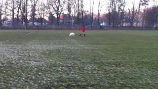 Training a working Clumber Spaniel [upl. by Annawit]