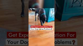 Get Expert Consultation For Your Dog’s 🦮 Leg Problems❓ [upl. by Kaylyn]