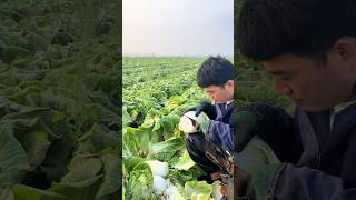 Harvesting fresh mini tientsin pakchoi process [upl. by Inahs]