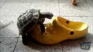 Turtles vs Shoes Compilation [upl. by Anewor46]