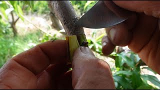 Tres variedades de albaricoque y una de melocotón en un solo árbol [upl. by Grindlay]