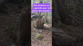 Dans un parc animalier pour admirer des animaux en captivité qui ne vous ont rien demandé [upl. by Nohcim]