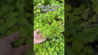 Common native plant to the eastern half of the USA Rubus occidentalis wild raspberry [upl. by Tat]