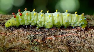 Giant Cecropia Caterpillar [upl. by Codd]