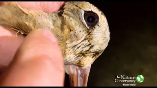 American Woodcocks  Three Fun Facts [upl. by Cinimod]