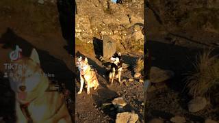 Perfect Crib Goch conditions 🤩 snowdonia mountains ukmountains cribgoch snowdon mountaindogs [upl. by Kroy]