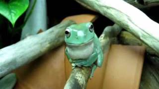 Whites Tree Frog croaking BAAHAHAAHA SUCCESS [upl. by Lisetta]