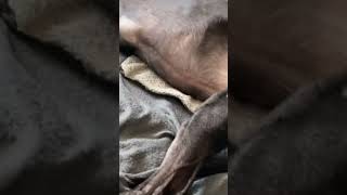 Lazy greyhounds  greyhounds roaching sleepy greyhounds dogslife [upl. by Sproul]