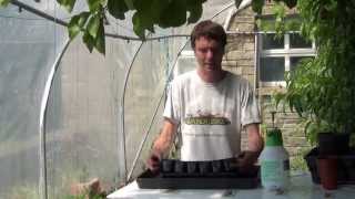 How to Sow Shallot Seeds Indoors [upl. by Ardnassak515]