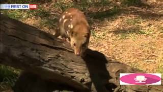 Rangers rejoice over rare Tiger Quoll caught on camera by Parks Victoria [upl. by Eves286]