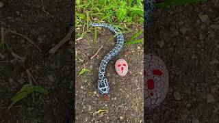 Remote Control snake [upl. by Tedric]