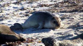 Elephant Seals Continue to lounge on Hopkins Beach [upl. by Dorey]