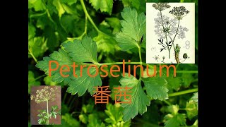 《靈丹妙藥的同類療法》 EP028  番茜 Petroselinum [upl. by Halullat423]