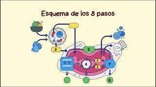 MITOCONDRIAS  RESPIRACIÓN CELULAR MECANISMOS DE TRANSPORTE RIBOSOMAS [upl. by Althee]