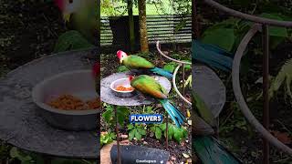 How long do redcrested turacos live birds birdslover [upl. by Eugeniusz201]