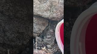 Letting a Rattlesnake Escape Into the Rocks [upl. by Ellinet198]