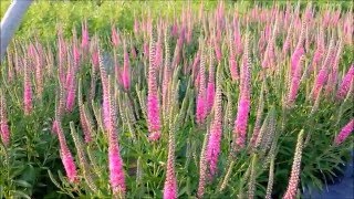 Best Garden Perennials  Veronica Red Fox Speedwell A beautiful easy to grow perennial [upl. by Ashely]