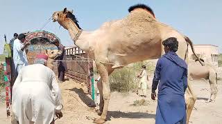 3 Camels Loading  15 logon ne camel ko load kiya  Hala camel Mandi traidethaivangkiengiang [upl. by Elwood]