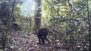 Eastern Chimpanzee Pan troglodytes schweinfurthii Tool Use [upl. by Fitton]