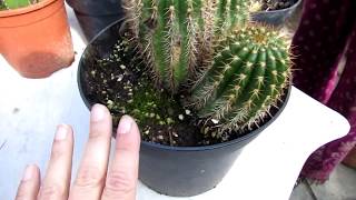 Moving our tall Cereus Cactus Plants from the Yard into the Polytunnel  VLOG [upl. by Samaria263]