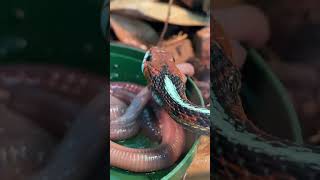 California redsided GARTER SNAKE slurping down EARTHWORMS Thamnophis sirtalis infernalis shorts [upl. by Aynotal]