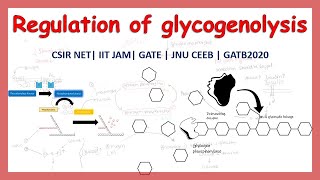 regulation of glycogenolysis summary CSIR NET  GATE  IIT JAM  GATE [upl. by Adis]