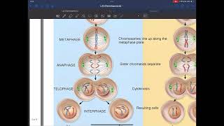 Gametogenesis  Embryology  2024 [upl. by Lambard]