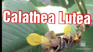 Calathea Lutea plant care and propagation [upl. by Ev]