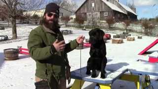 Training Your Labrador Retriever Puppy Part Three [upl. by Burra]