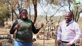 Kalahari Red Goat Farming in Zimbabwe [upl. by Mich]