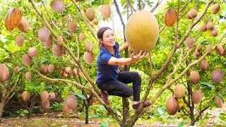 Harvesting SAPODILLA FRUIT to make dried Sapodilla Goes to market sell  Phương  Harvesting [upl. by Nylanna]