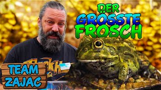 GRÖSSTER FROSCH DER WELT  Zoo Zajac [upl. by Zilvia956]