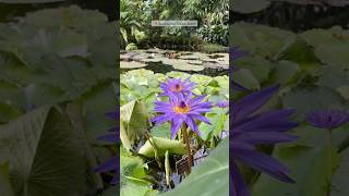 Botanischer Garten Bonn travel [upl. by Boris661]