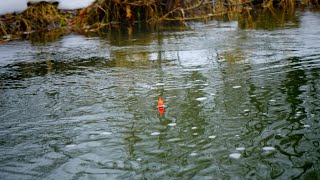 BOBBER DOWNS Insane River Steelhead Float Fishing Beatdown [upl. by Ellerihs]