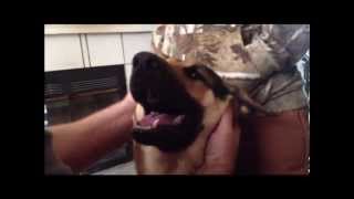 How to apply moleskin padding to a German shepherds ear [upl. by Barnard]