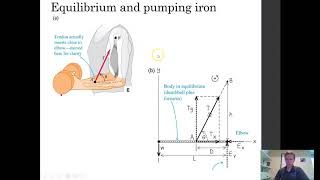 Physics 211 Lecture Ch 12Torque Equilibrium and Elasticity [upl. by Rahcir267]