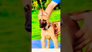 ❤️🔥🔥❤️malinois pets doglover germanshepherd dog k9 [upl. by Klement]