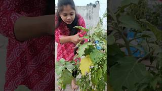 Brinjal Harvesting 🍆🍆 shorts brinjal gardening vegetables youtubeshorts [upl. by Ordep180]