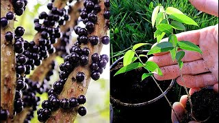 Growing Jabuticaba Brazilian Tree Grape from Seed  0  150 Days [upl. by Tadeas]