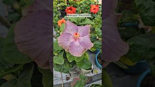 Australian taiwan hibiscus flower plant nursery kolkata Horticultureking [upl. by Atilol124]