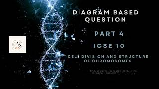 ICSE Class 10 Biology  Chromosome and Cell Division Explained  DiagramBased Question Part 4 [upl. by Nirmak308]