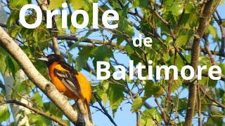 Le chant de loriole de Baltimore [upl. by Adnol]