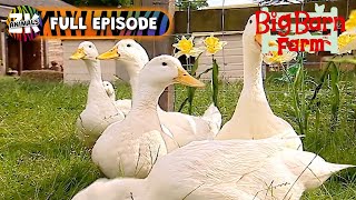 Big Barn Farm  Season 1 Episode 19  Whats Up Ducks [upl. by Erehs]