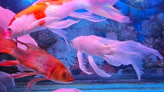 RELAXING WATER SOUND  THE BEAUTIFUL OF FISH IN THE AQUARIUM COLOUR FISH [upl. by Gabe859]