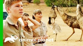 Incredible Animal Moments From Season 1 of Crikey Its The Irwins Compilation [upl. by Yeloc102]