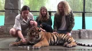 Australia Zoo Tiger Cubs Celebrate First Birthday [upl. by Eeliak]