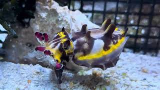 Flamboyant Cuttlefish Metasepia pfefferi feeding [upl. by Corsiglia]