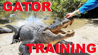 Training MASSIVE Alligators At Gatorland [upl. by Mooney]