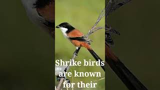 Shrike The Butcher Bird [upl. by Akamahs]